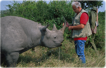 Black Rhinoceros