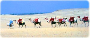 Camel caravan crossing the Sahara