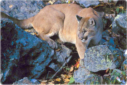 Fauna Ontario