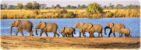 African elephants